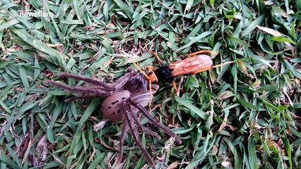 Giant wasp attacks even larger huntsman spider