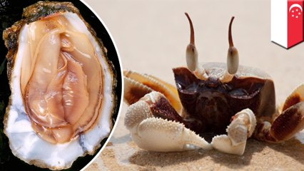 Crab mistakes sunbathing woman’s vagina for oyster, then attacks