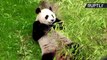 Holanda apresenta filhotes de urso panda gigante