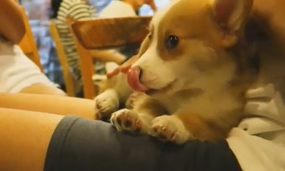 Menyantap Makanan Sambil Bermain dengan Rakun