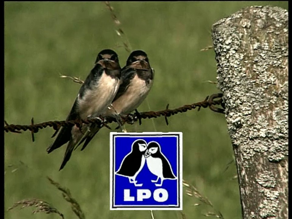 Reconnaître les oiseaux des jardins