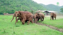 Un troupeau d'éléphants très pressé de voir le petit nouveau !