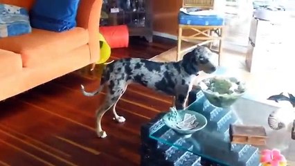 Los 10 Perros Mas Raros que Existen!