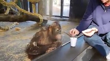 intelligent monkey