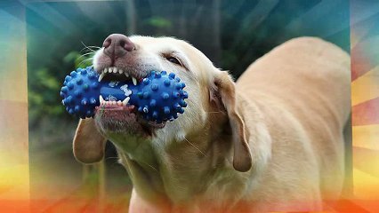 El cuidado de los dientes de tu perro