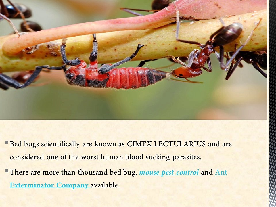 Why and when to seek help from Bed Bug Exterminators?