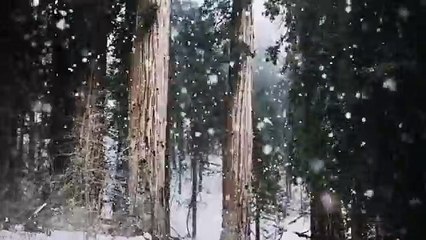 Carl Freer - Technology Entrepreneur