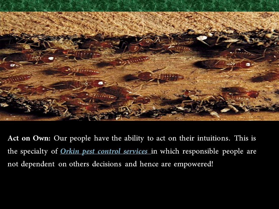 Orkin Pest Control Company in Ohio