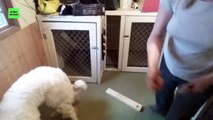 Using Stacking Boards To Tdsaeach A Dog To Stand Still