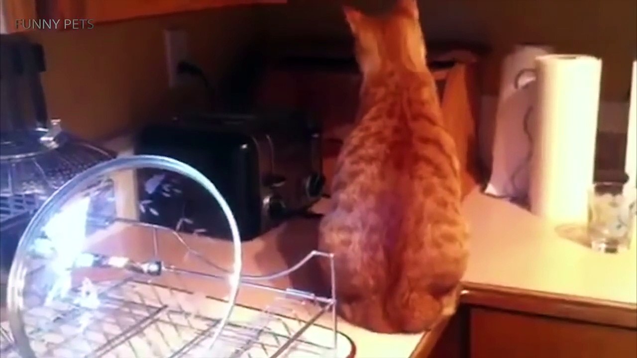 111.Cats vs Toaster  Cats Getting Scared by Toasters  [Funny Pets]