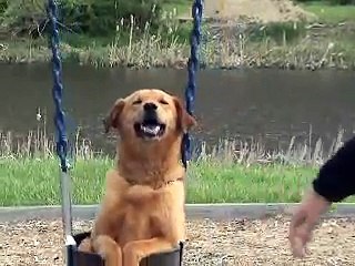 Papa setzte seinen Hund in die Schaukel. Aber dann? Ich habe mich TOT GELACHT, als ich die Reaktion dieses Hundes gesehen habe!