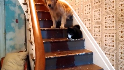 110.Dogs Afraid of CATS ★ YOU Shall NOT Pass, DOG! [Funny Pets]