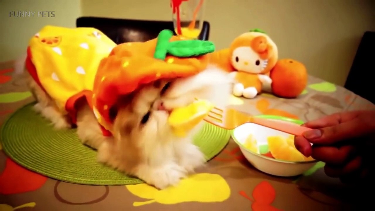 106.Funny Animals in Halloween Costumes ★ PETS in HALLOWEEN COSTUMES [Funny Pets]