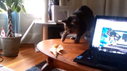136.Funny Cats Getting Scared (HD) [Funny Pets]