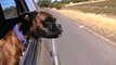 141.Funny Dogs Flapping Cheeks On Car Rides (HD) [Funny Pets]