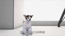 犬版『ドクター・ストレンジ』特別映像-sNo_VjSYb