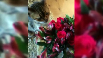 FUNNY CATS, NEW CHALLENGE, TRY NOT TO LAUGH - Best CAT VIDEOS Compilation