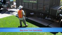 Commercial Tree Service San Jose CA - Bay Area Tree Specialists (408) 836-9147