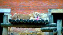 Rei Leão no Zoológico _ Lion King at the Zoo _ León en el Zoológico - Funny Animals TV KIDS