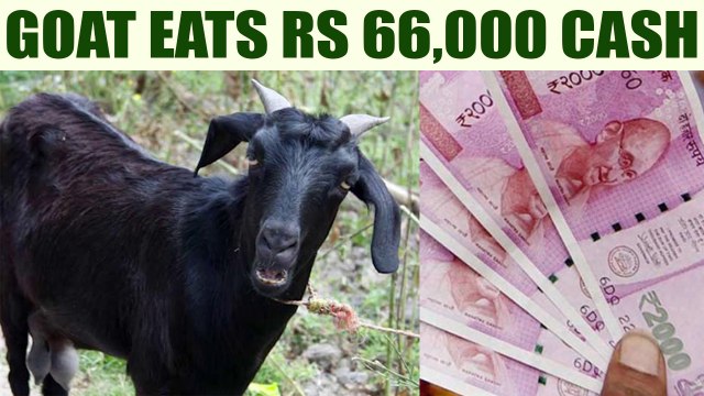 UP goat eats Rs 66000 cash in 2000 notes, owner laughs it off | Oneindia News