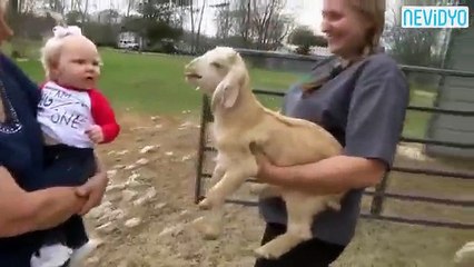 Keçiyi Taklit Eden Bebek İnanılmaz