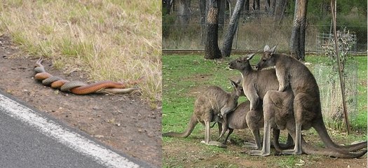 Sometimes Animals Just Took Things Way Too Far