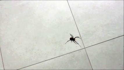 Voici pourquoi vous ne devriez jamais écraser une araignée enceinte