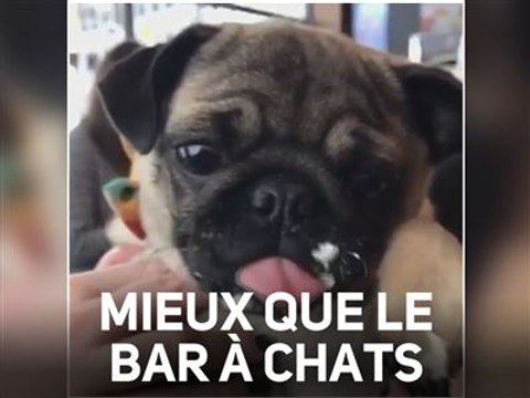 Angleterre : un café spécialement les chiens carlins !