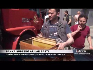 Bankayı arılar bastı... Müşteriler ve çalışanlar şokta