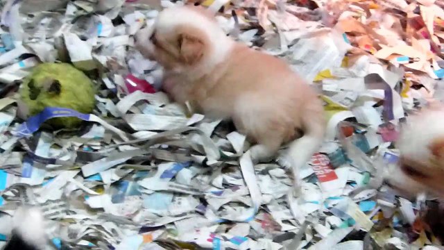 Mafalda's Border Collie - Cachorros hijos de Sweet & Wind - 7 Junio 2017