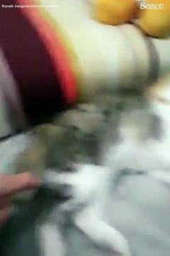 Uykusunu bitirmek istemeyen kedi