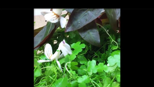 Flower mantis or orchid mantis or insecte de fleur