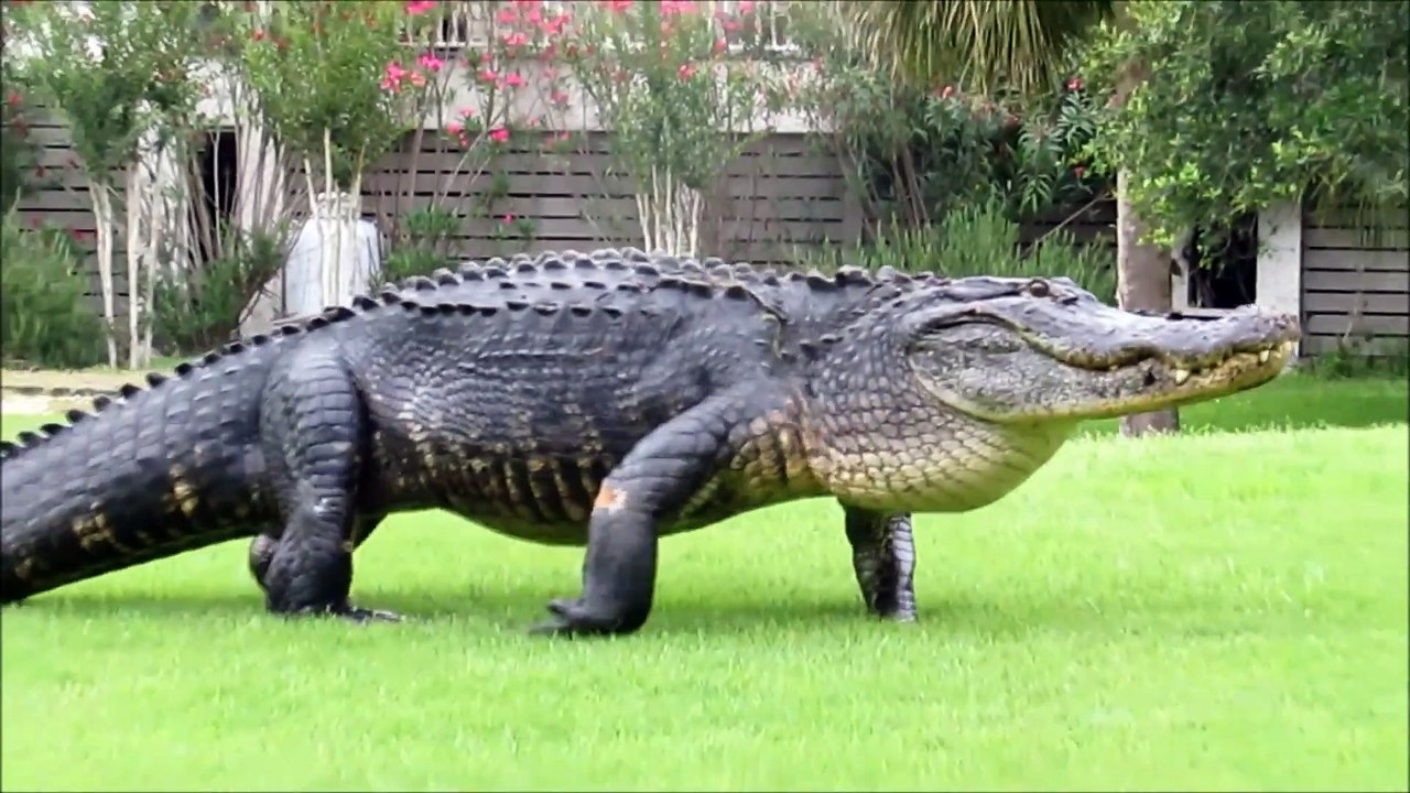 When the crocodile landed