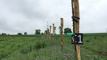 L'agroforesterie, une technique remise en pratique par les Compagnons de la Terre - Inspire