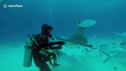 Huge hammerhead shark 'dances' with diver