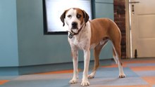 WATCH! Downward Dog | Season 1 Episode 5 | Full Online