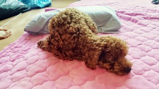 37.Funny Poodles  Cute Fluffy Poodles [Funny Pets]