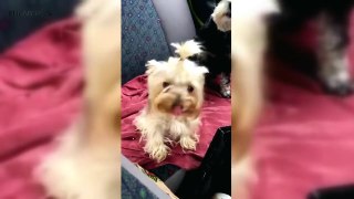 36.Funny Dogs 2017   Cute Dogs Making Funny Faces [Funny Pets]