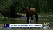Animal advocates concerned about Salt River Wild Horse harassment