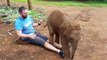 34.Funny Lap Elephants  Cute Baby Elephants [Funny Pets]