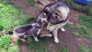 53.Cute Puppies Playing With Their Parents  [Funny Pets]