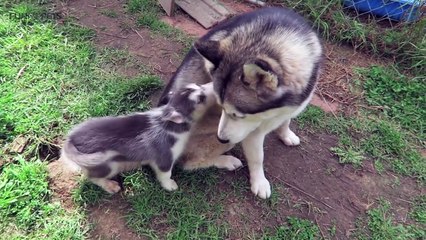 53.Cute Puppies Playing With Their Parents  [Funny Pets]