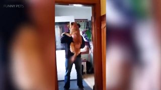 49.Dogs Meet Their Owners After A Long Time  [Funny Pets]