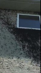 Maison envahie par des milliers de chenilles !