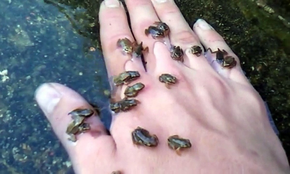 Des bébés grenouilles viennent se poser sur la main de cette femme !
