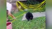 45.Cute Bear Cubs  Funny Baby Bears Playing [Funny Pets]