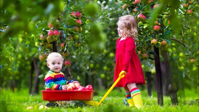 El Paraiso Landscaping - (786) 259-2763