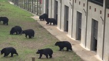 160 ours recueillis vivent dans ce sanctuaire au Vietnam !