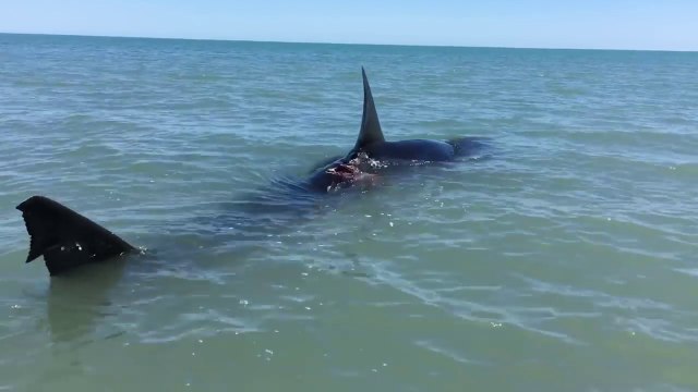 Requin blanc de 5m de long coincé au bord d'une plage !