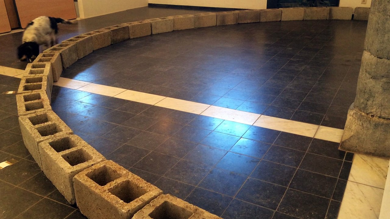 Gembloux: Un parfum de mort pour entraîner les chiens à retrouver des cadavres